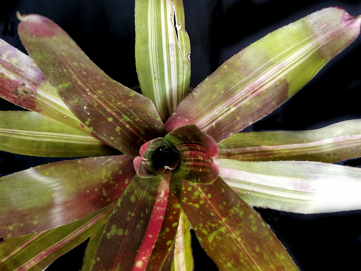 Neoregelia for sale
