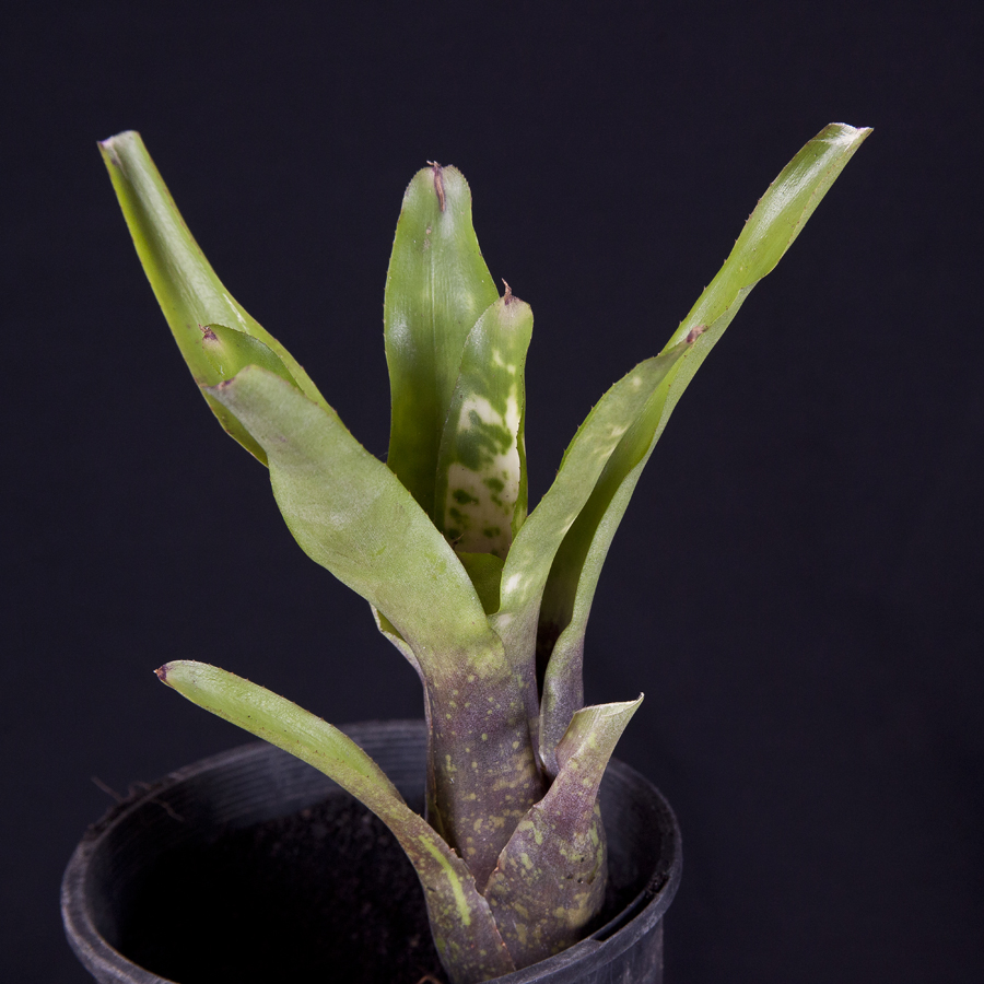 Neoregelia Anna