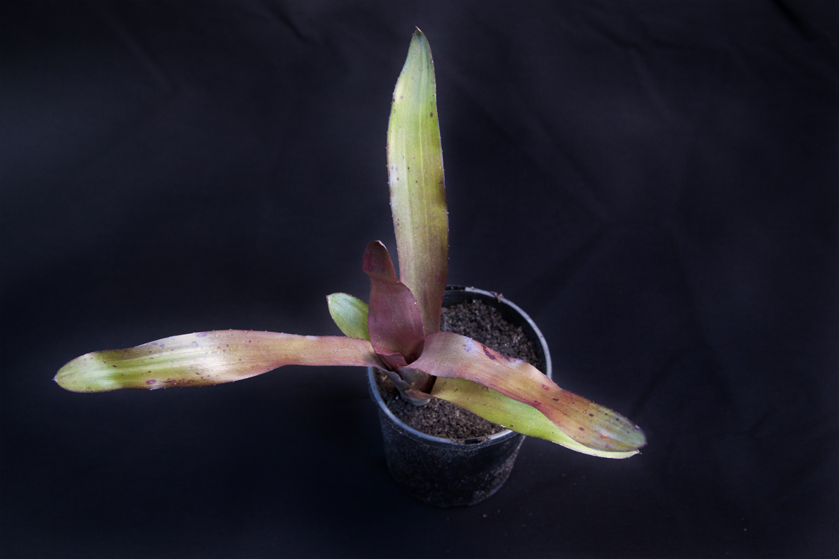 Neoregelia martyr, Lloyd Godman