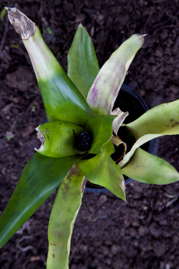 Neoregelia Maya, lloyd Godman