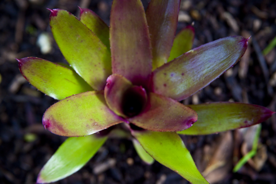 Neoregelia Blood red, Lloyd Godman