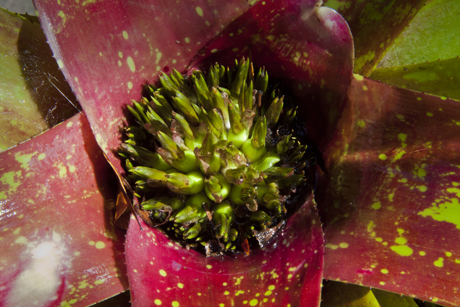 Neoregelia moana beauty, Lloyd Godman