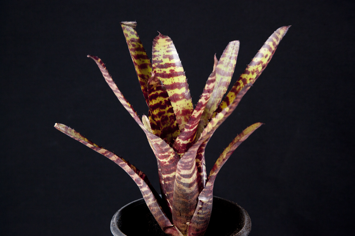 Neoregelia Moon over Fort Dix