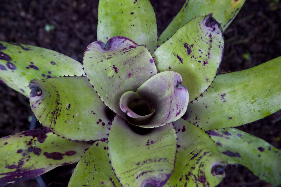 Neoregelia Mr Irresistible