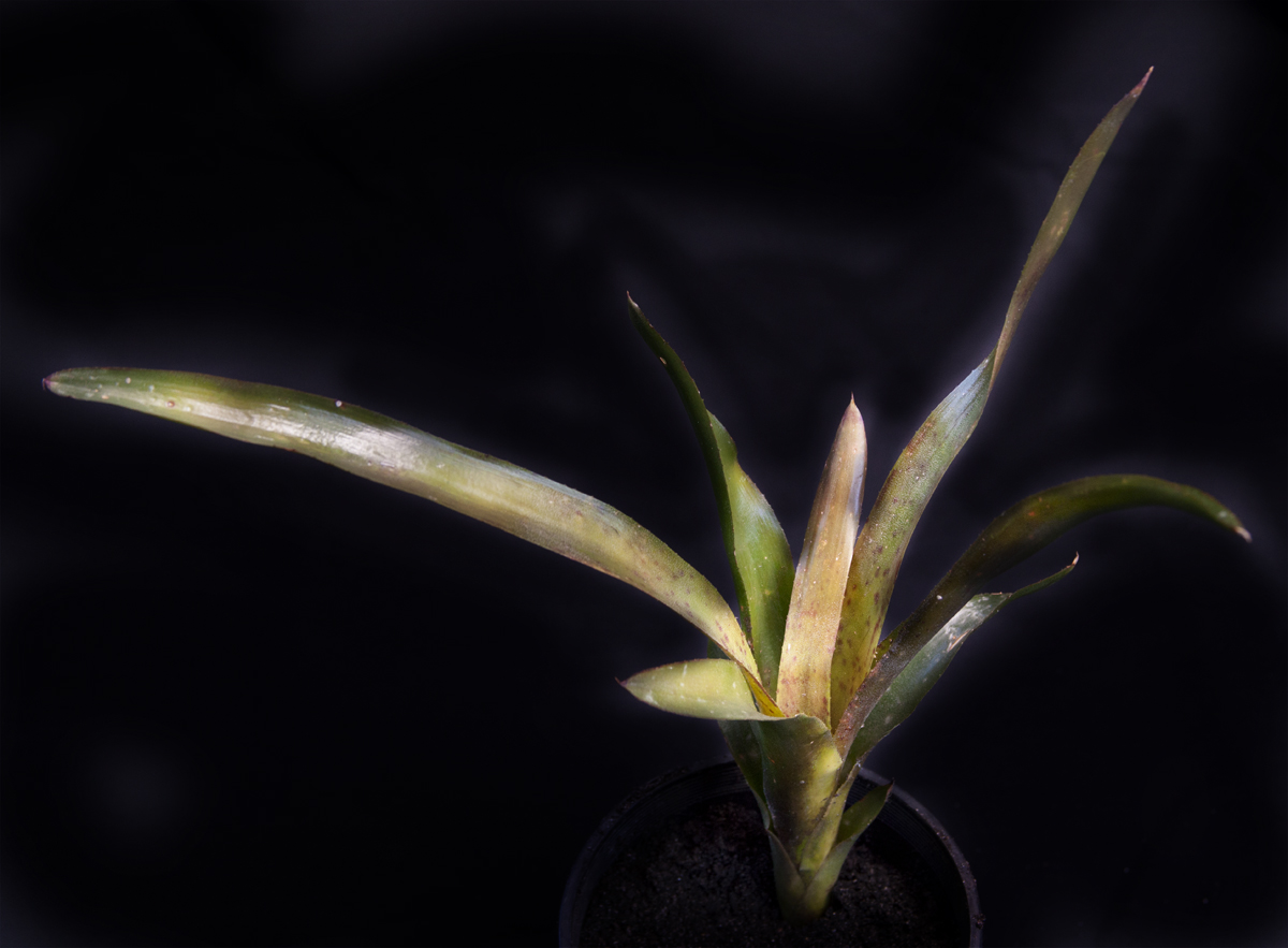 Neoregelia Mr Odean , lloyd godman