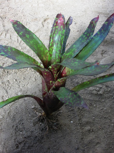 Neoregelia unidentified No5 (Stress)