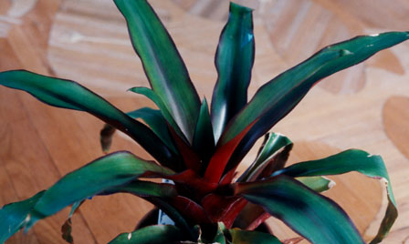 Nidularium No1