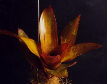 Neoregelia Oh No x Zebra