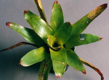 Neoregelia Olens var Vulkan x cruenta