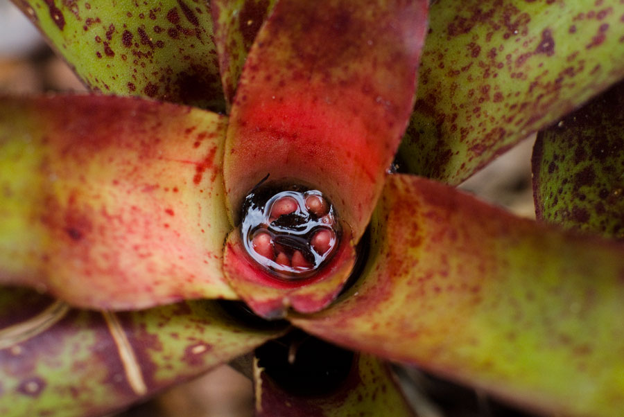 Neoregelia Olens V Vulcan