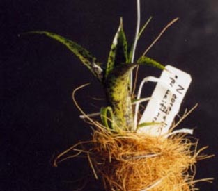 Neoregelia Pauciflora