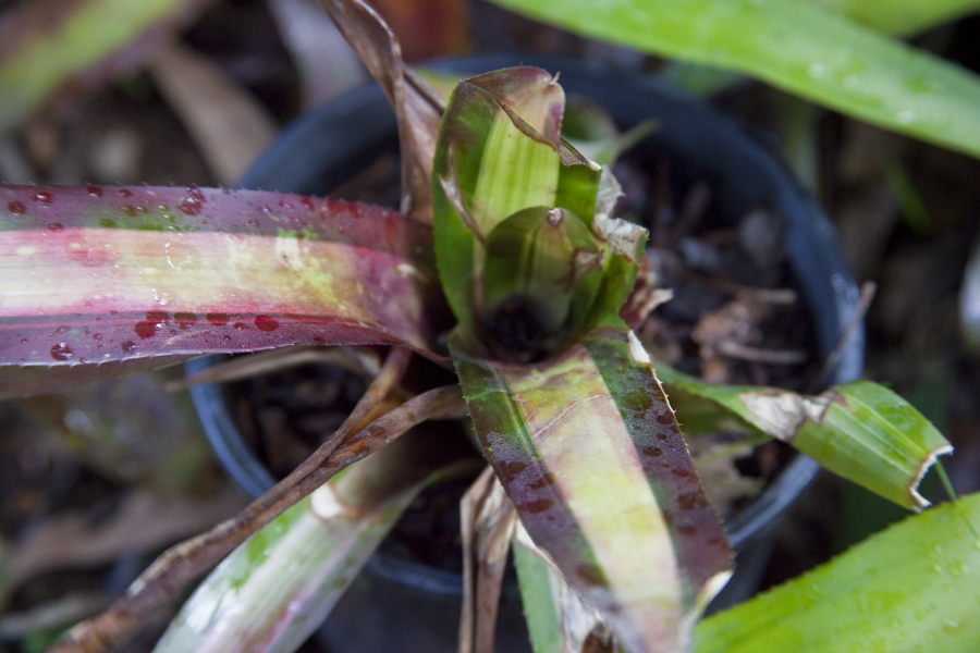 Neoregelia Pemiento