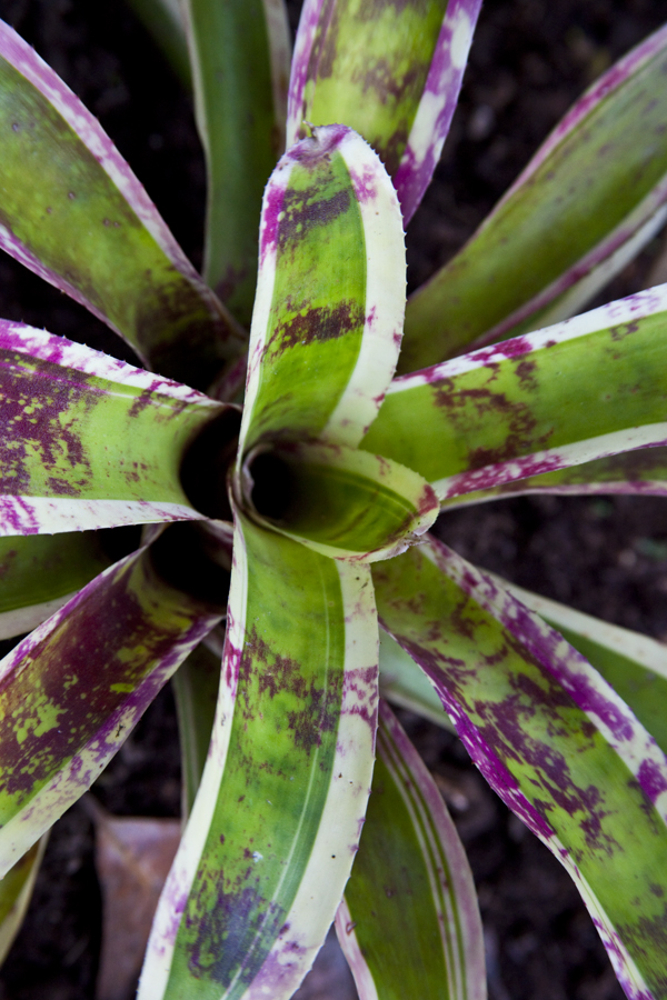 Neoregelia Predator