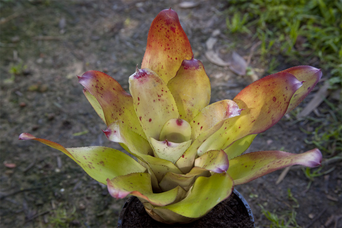 Neoregelia princess di