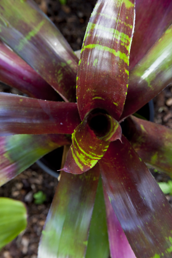 Neoregelia Red heaven, Lloyd Godman