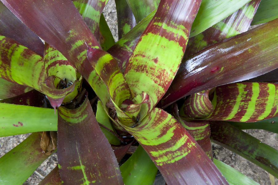 Neoregelia Red heaven, Lloyd Godman