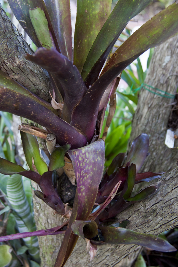 Neoregelia Rose Marie, Lloyd Godman