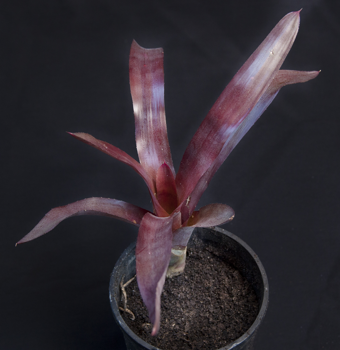 Neoregelia burgandy, lloyd godman