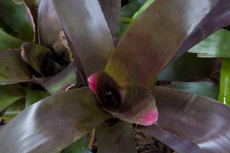 Neoregelia Red heaven, Lloyd Godman