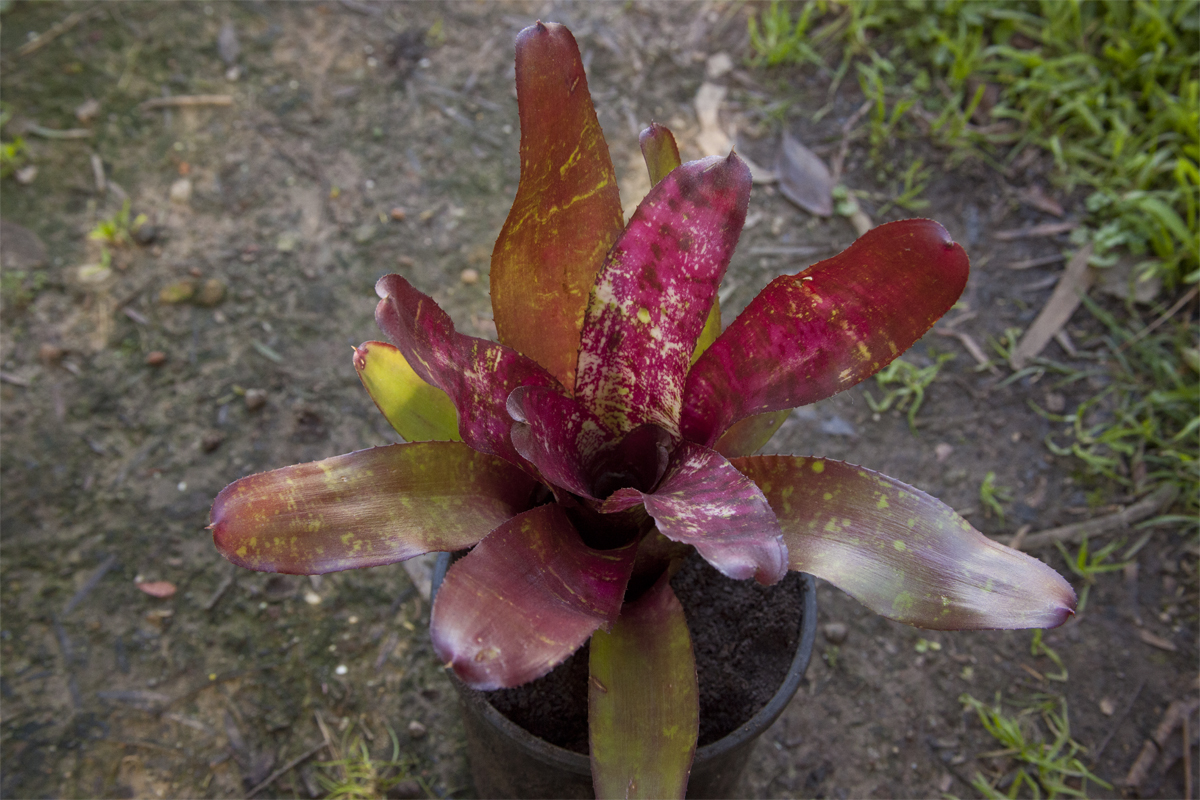 Neoregelia Running Red River