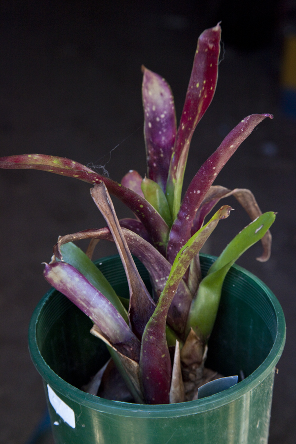 Neoregelia Sarmentosa, Lloyd godman