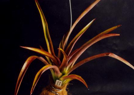 Neoregelia Strawberry