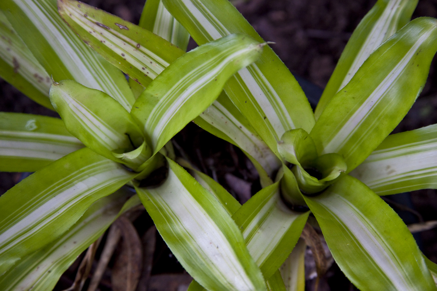 Neoregelia Sundowner