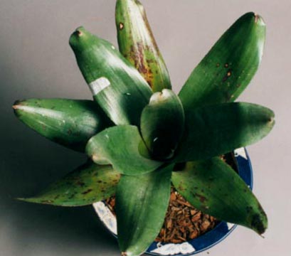 Neoregelia Takemura Grande