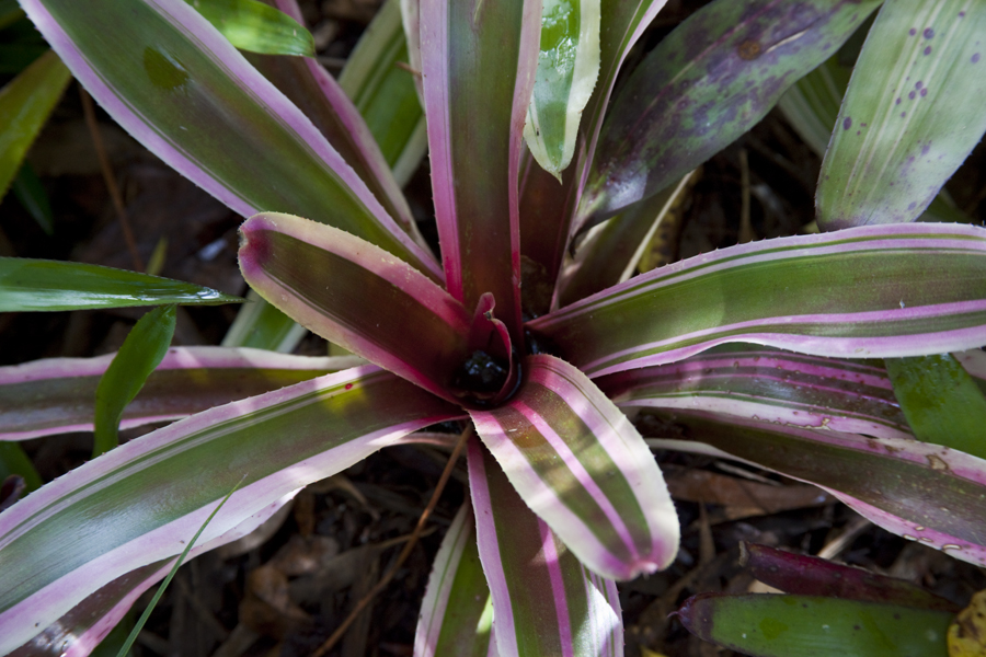 Neoregelia TW Hybrid