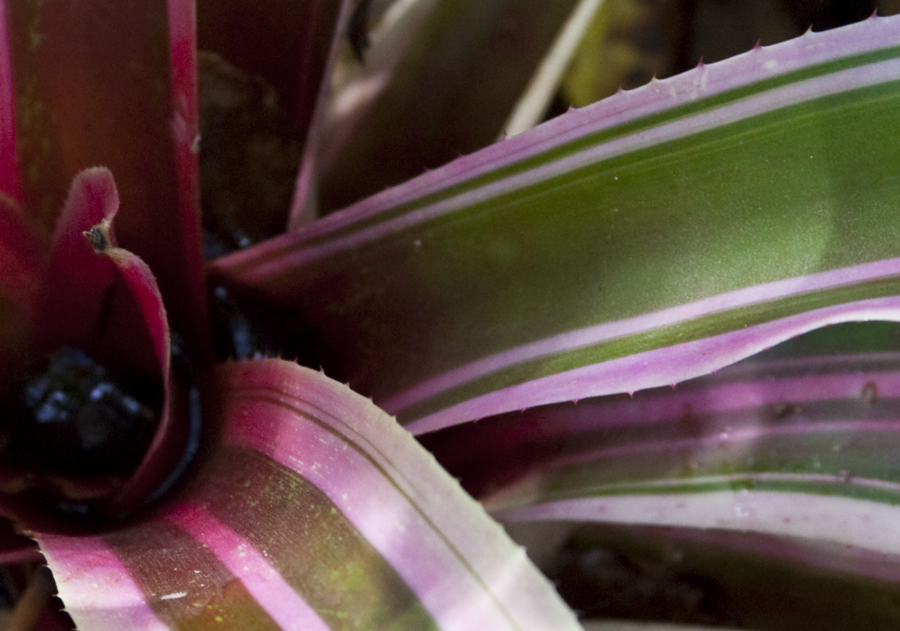 Neoregelia TW Hybrid