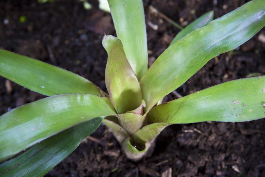 Neoregelia Takemura Princeps X Princeps, Lloyd Godman