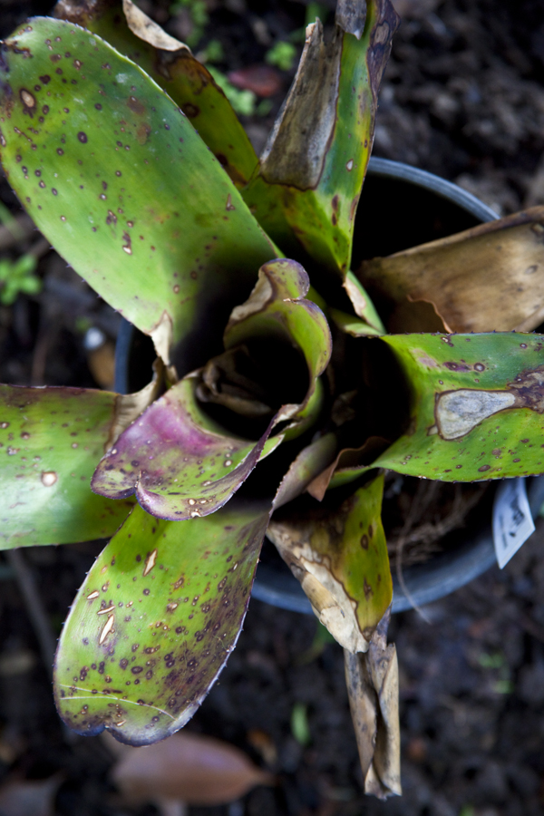 Neoregelia Takemura Princeps X Princeps, Lloyd Godman