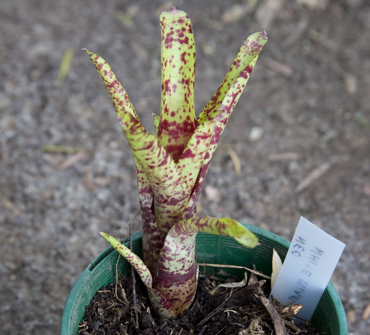Neoregelia white miami