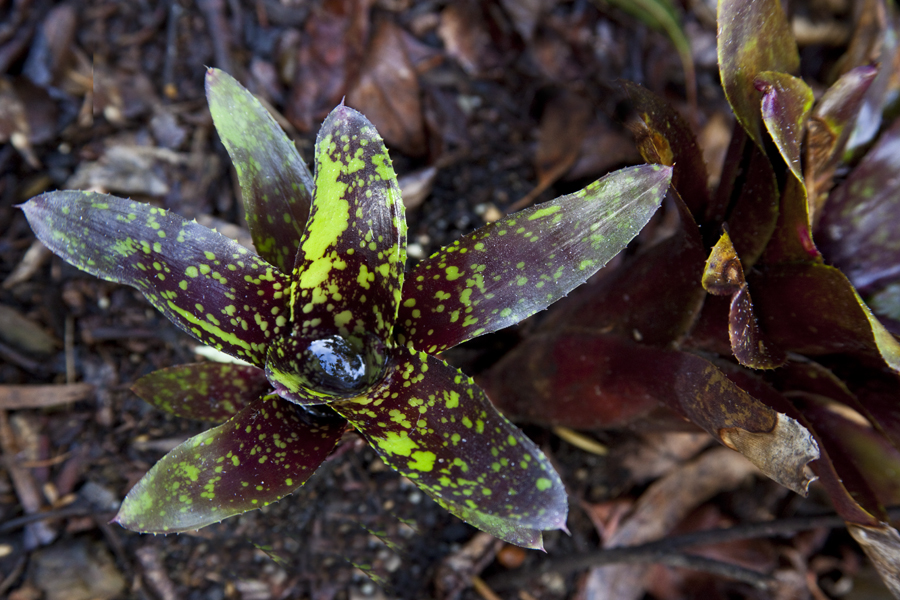 Neoregelia Witch craft. Lloyd Godman