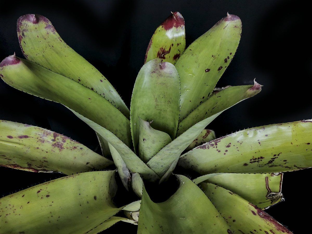Neoregelia Big Mac for sale