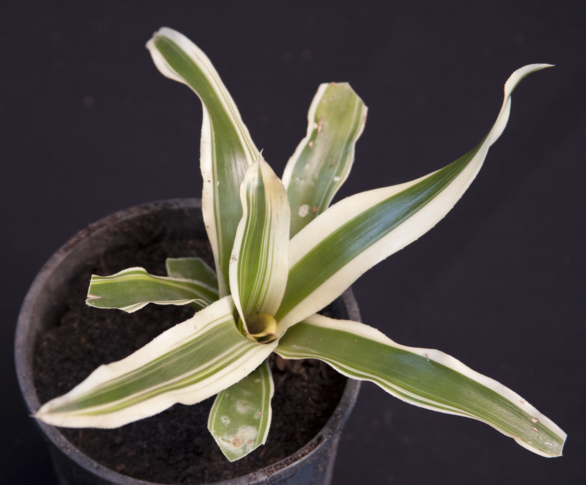 Neoregelia blast, lloyd godman