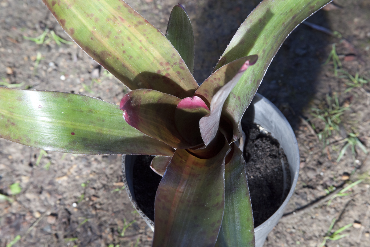 Neoregelia blushing tiger