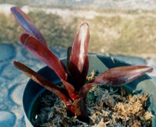 Neoregelia Rio Red