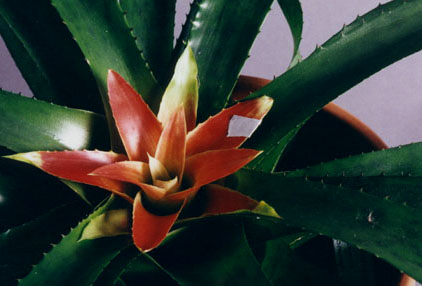 Nidularium Fulgens (orange)