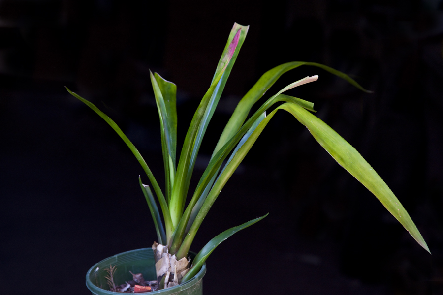 Nidularium Rutiluns, Lloyd godman