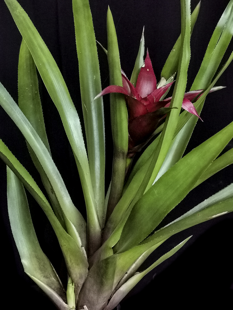 Nidularium rutiluns in flower