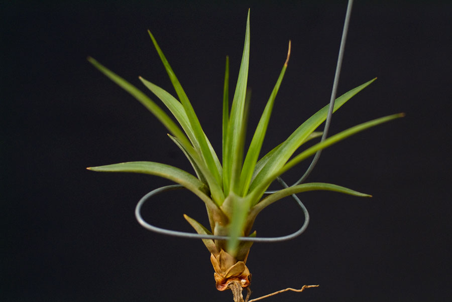 Tillandsuia Brachycaulous Abdita