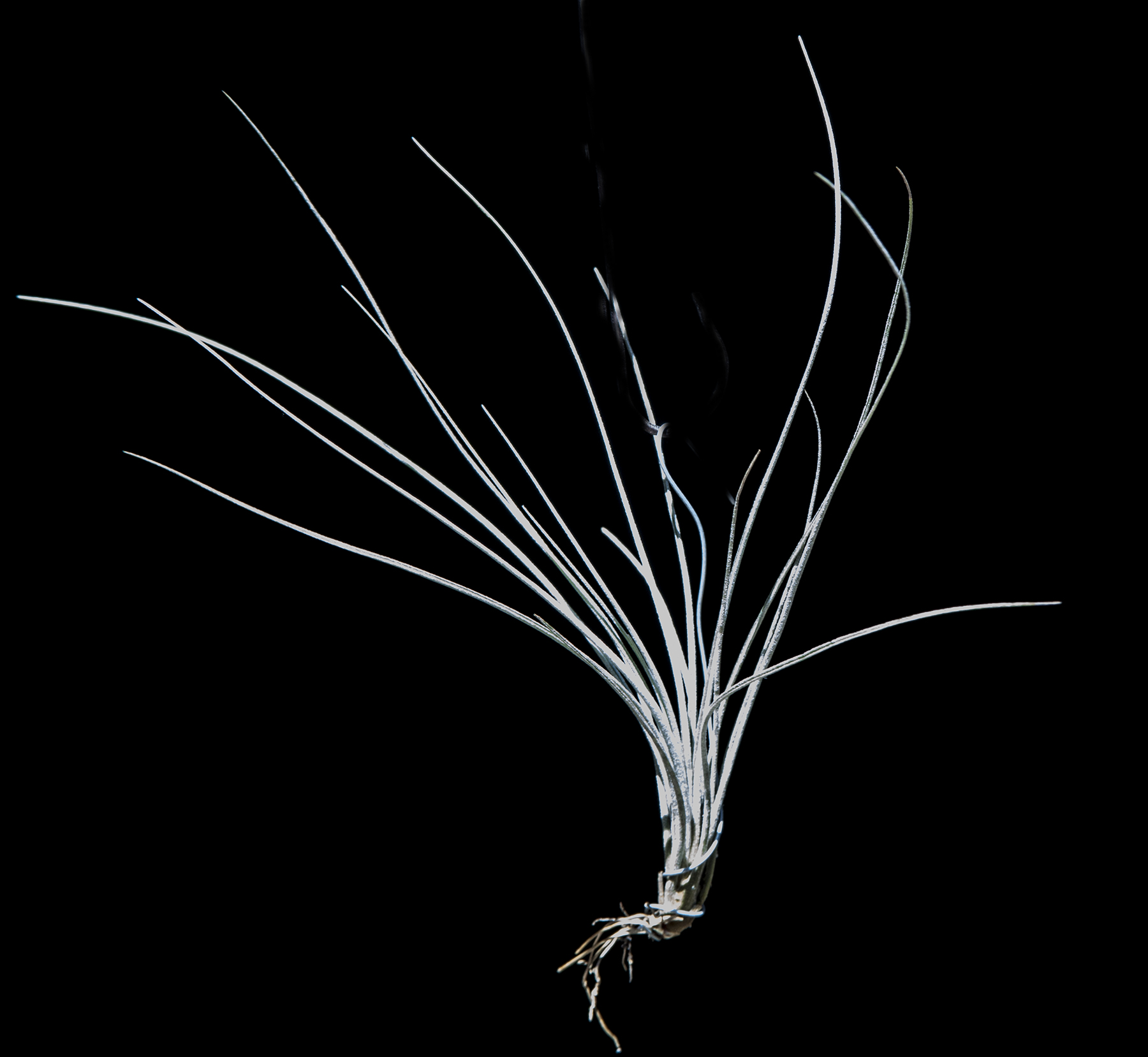 Tillandsia bartramii