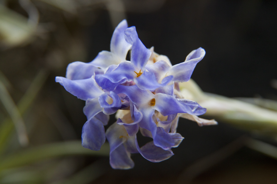Tillandsia bergeri flower with stem