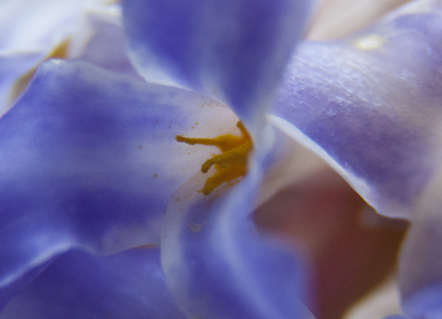 Detail showing a Tillandsia bergeri flower with anther and fine yellow pollen, Lloyd Godman