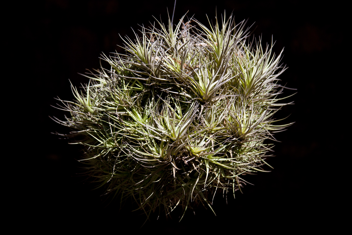 Large clump of Tillandsia bergeri