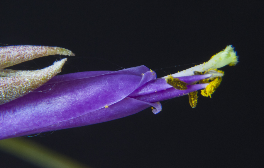 Tillandsia butzii showing anthers with pollen