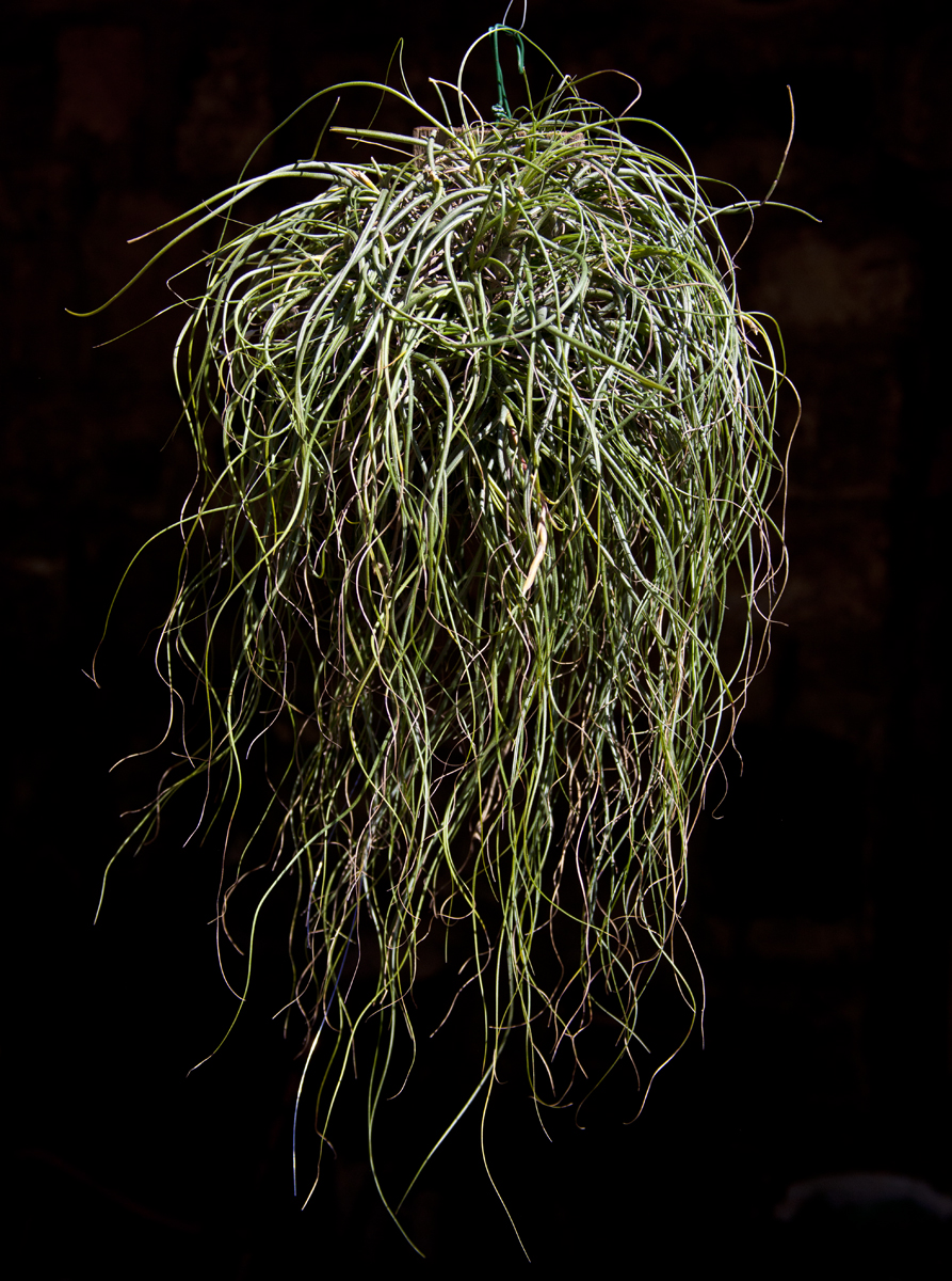 Large clump of Tillandsia butzii
