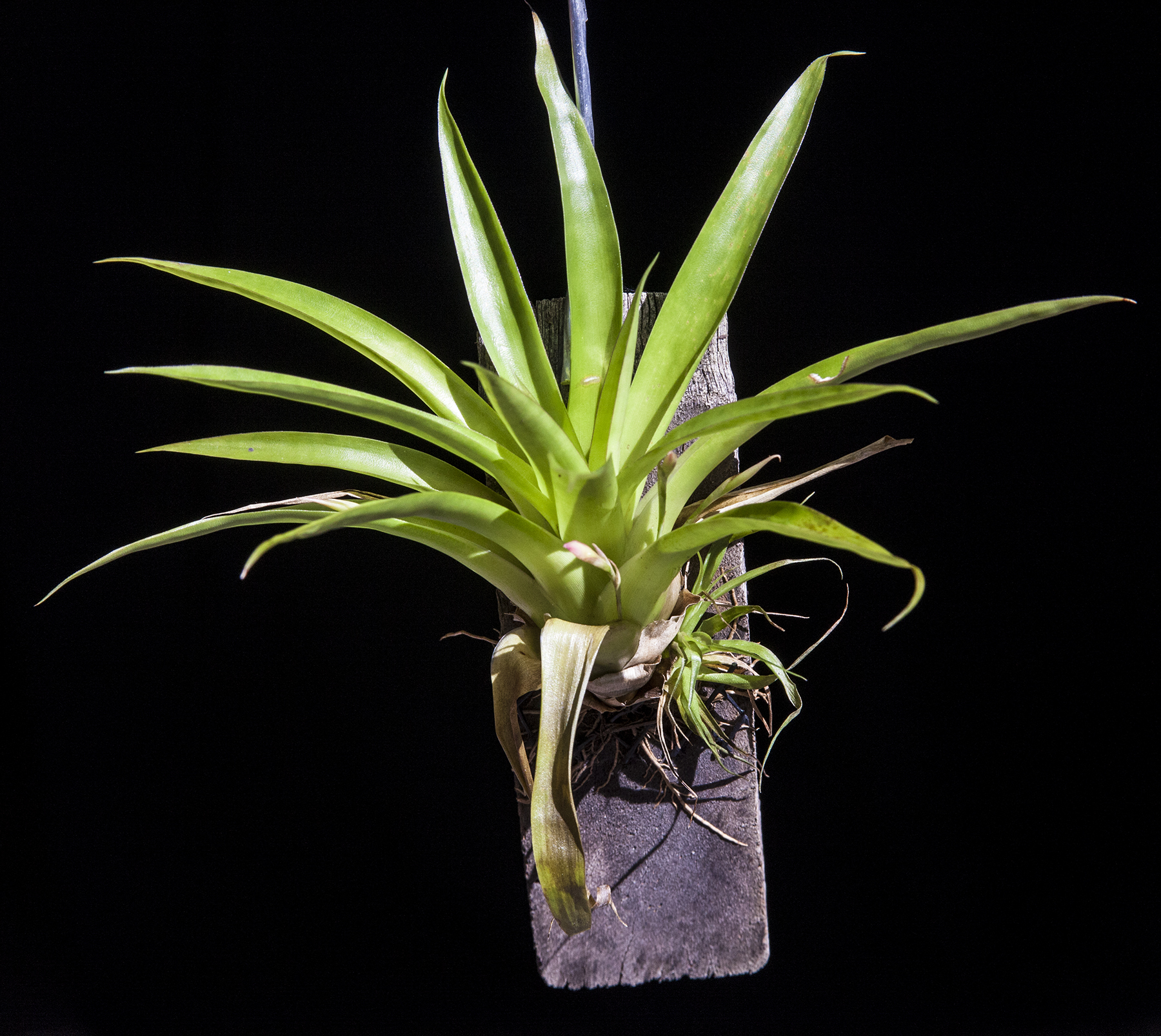 Tillandsia complanta