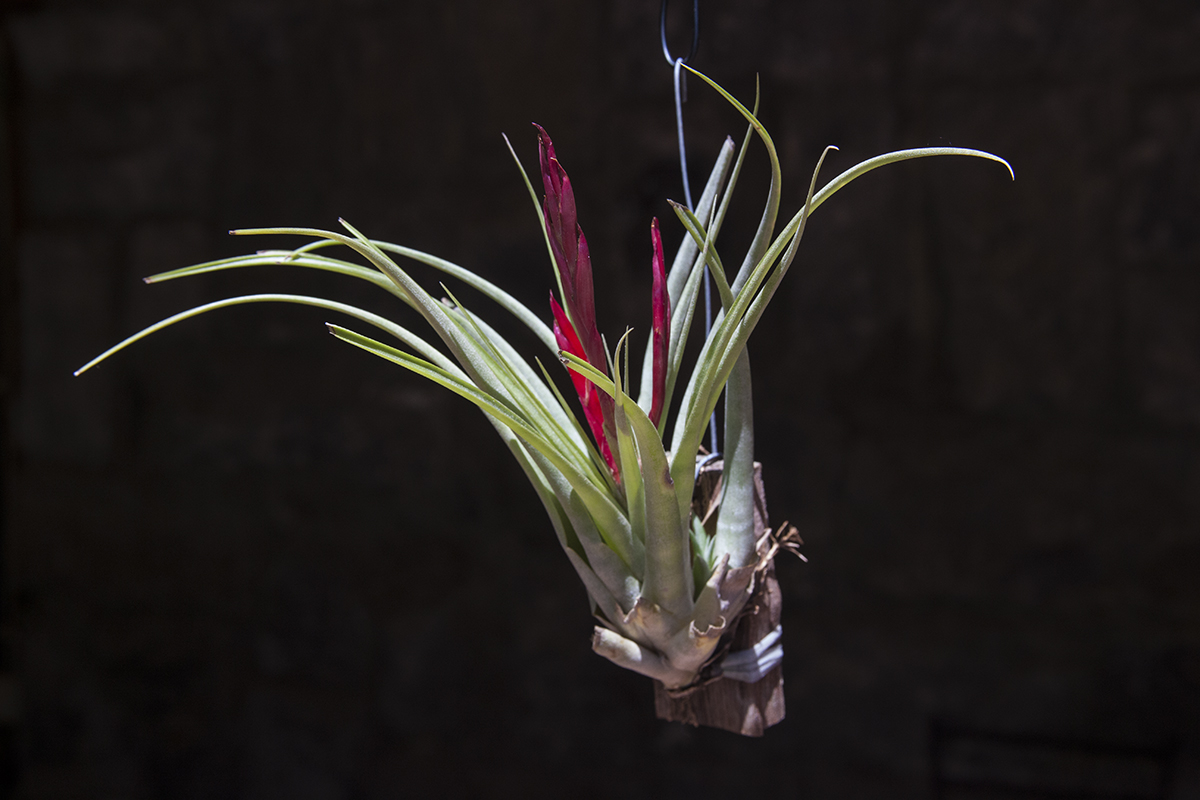 Tillandsia Cooloola ( concolor x flabellata)